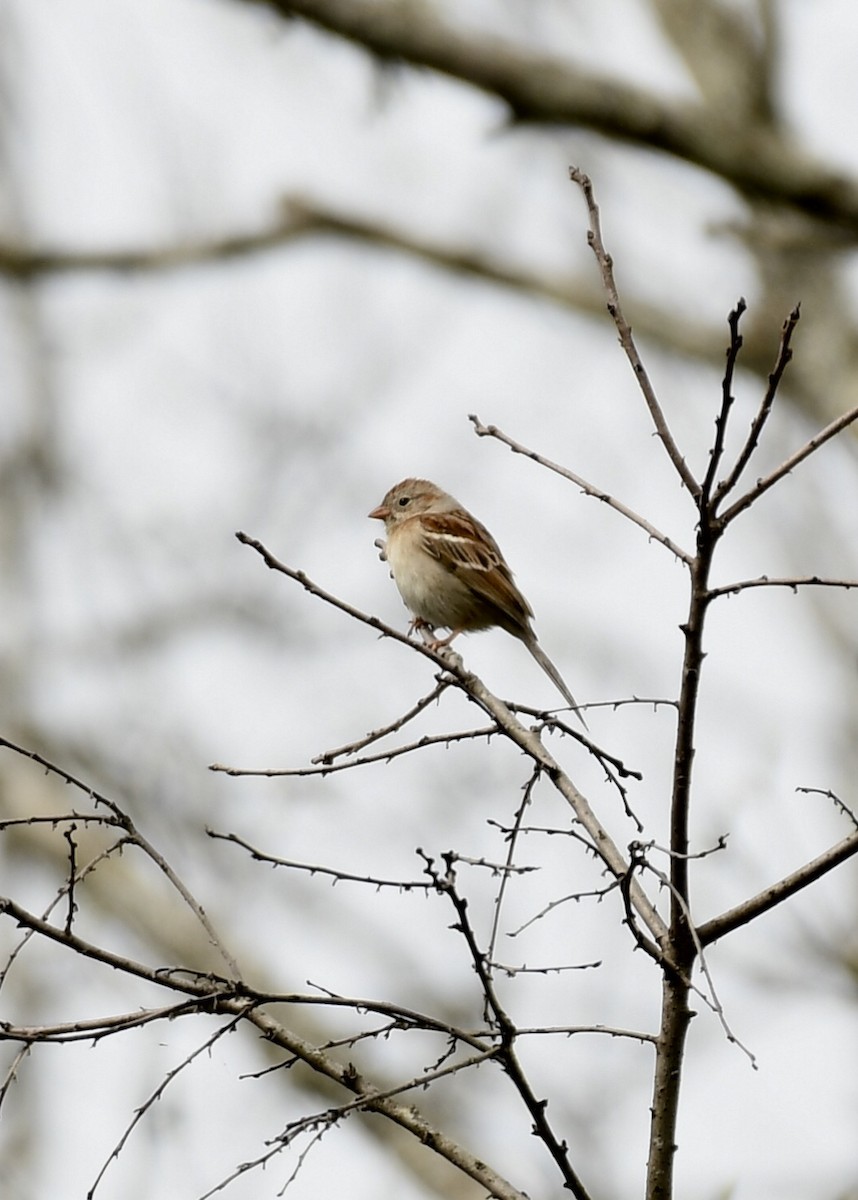 Field Sparrow - Joe Wujcik