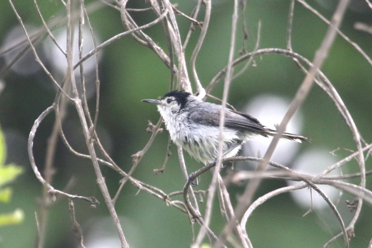 White-browed Gnatcatcher - Gil Ewing
