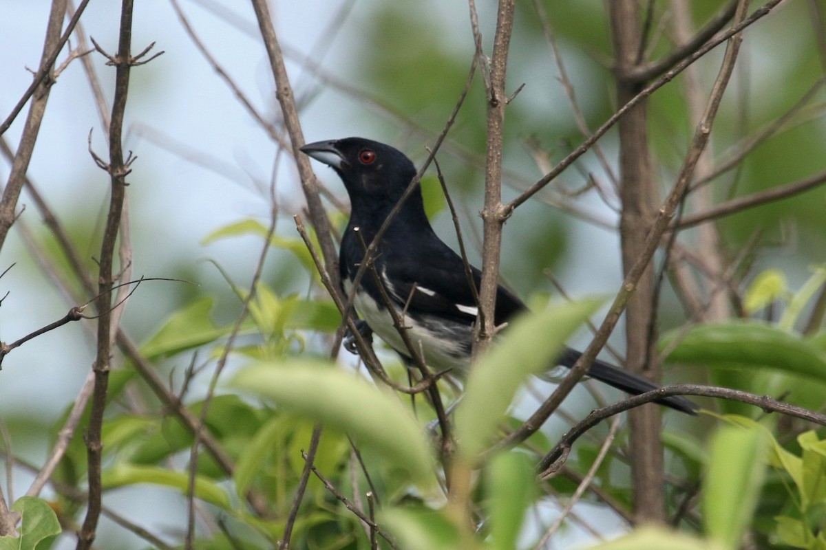 Black-and-white Tanager - Gil Ewing