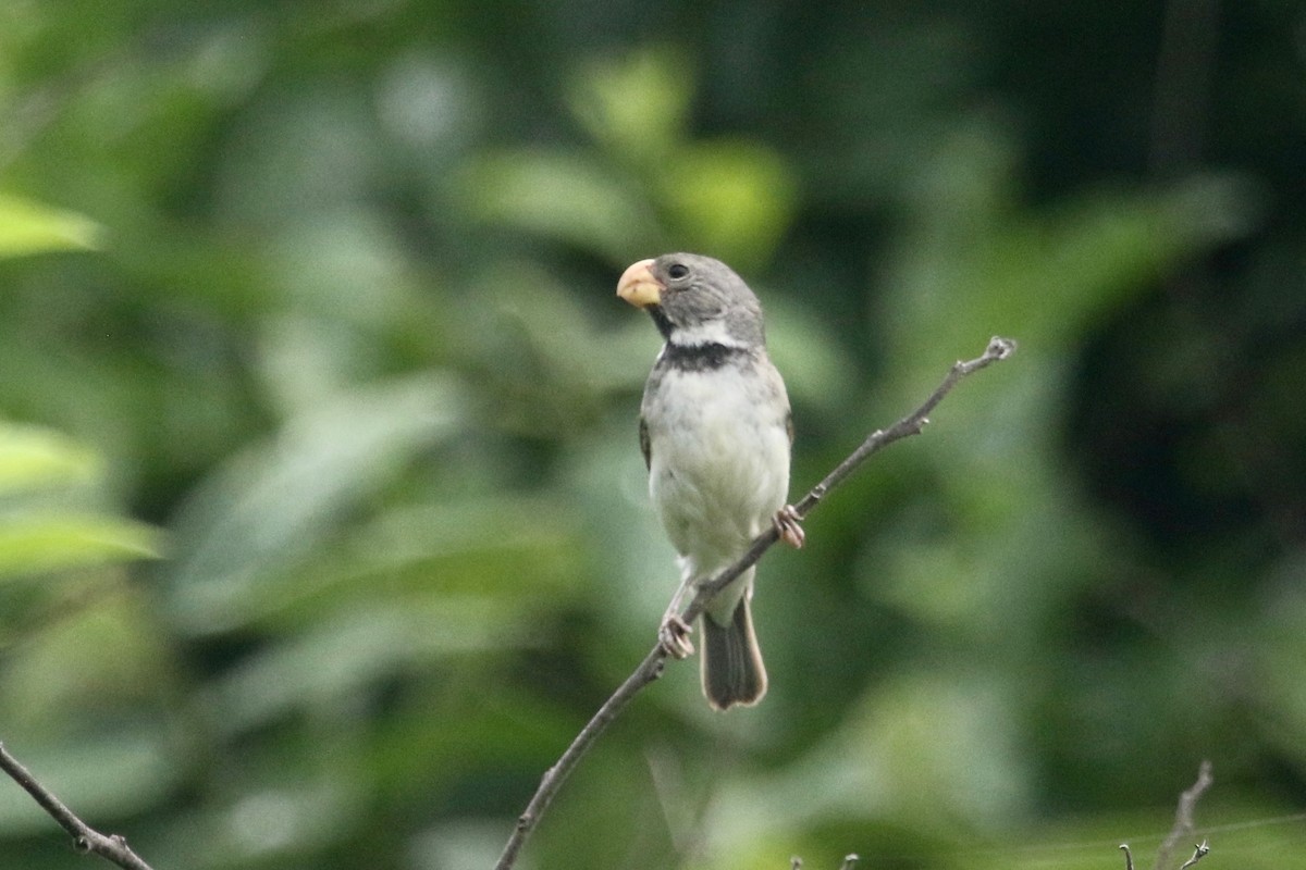 Parrot-billed Seedeater - Gil Ewing