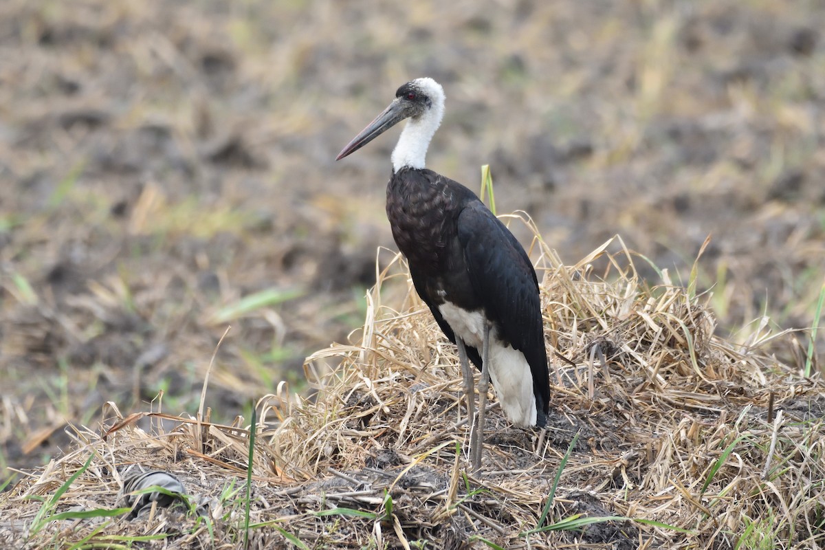 African Woolly-necked Stork - Santiago Caballero Carrera