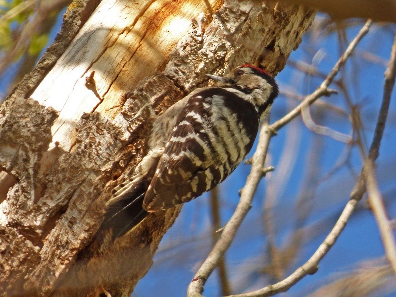Lesser Spotted Woodpecker - ML147933481