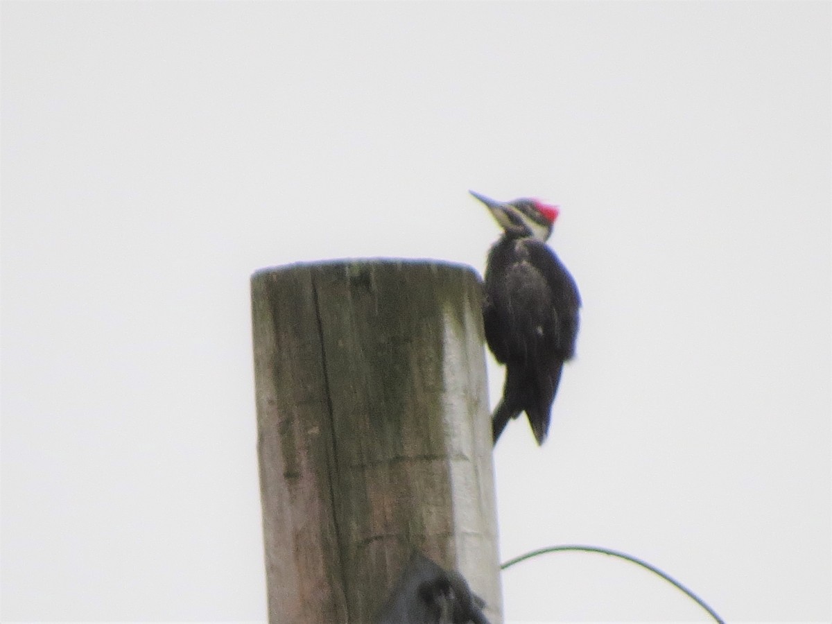 Pileated Woodpecker - Jerry Smith