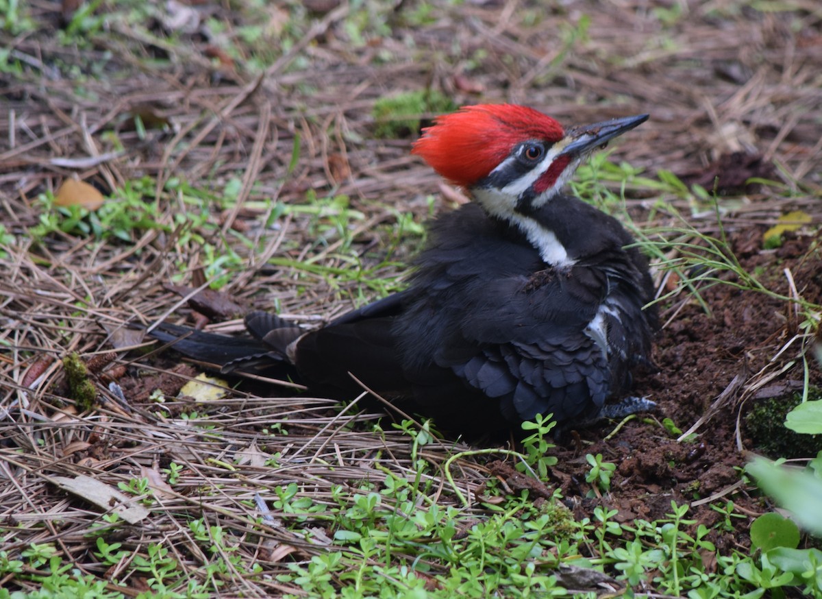 Pileated Woodpecker - Bill Uttenweiler