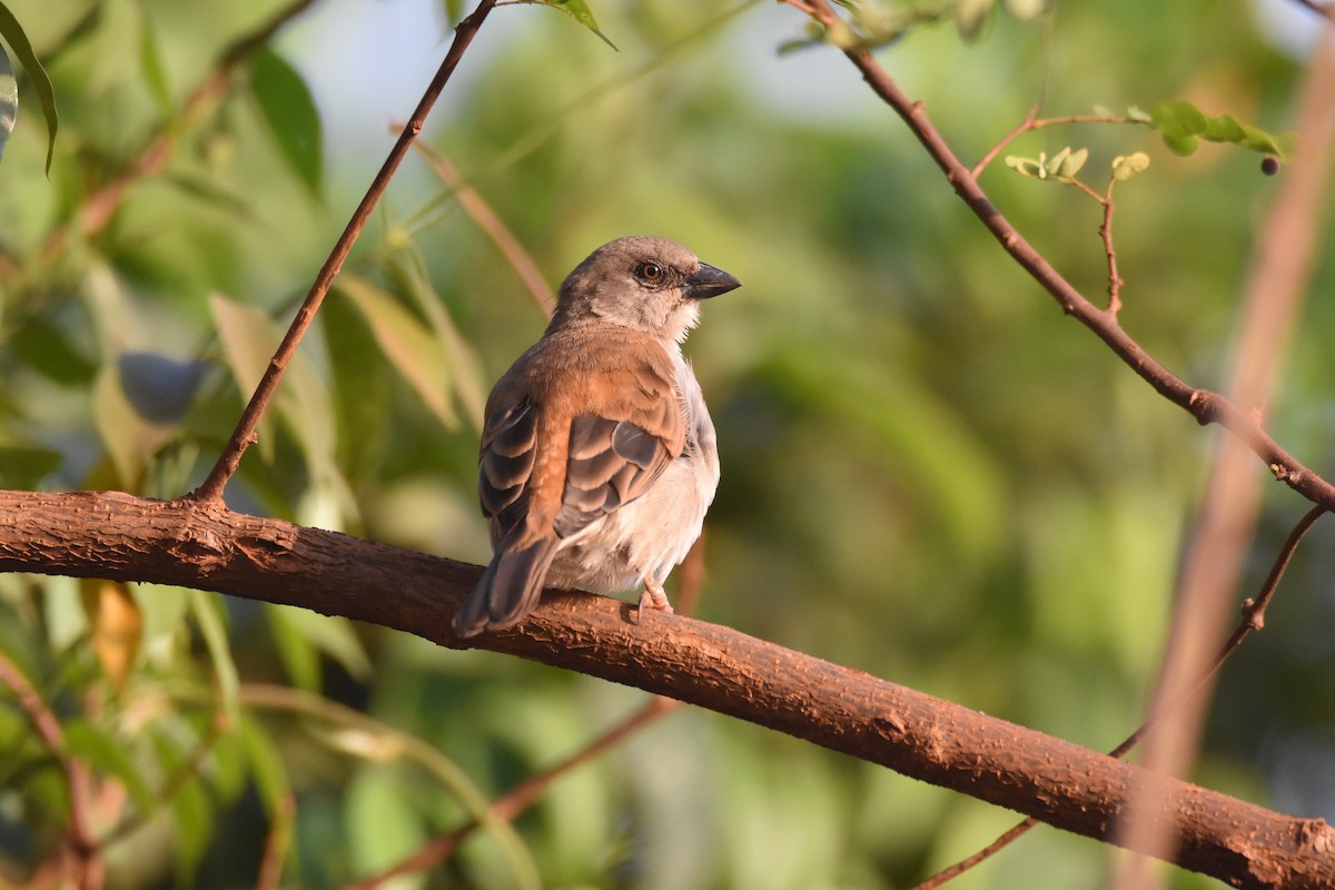 Northern Gray-headed Sparrow - ML147944071