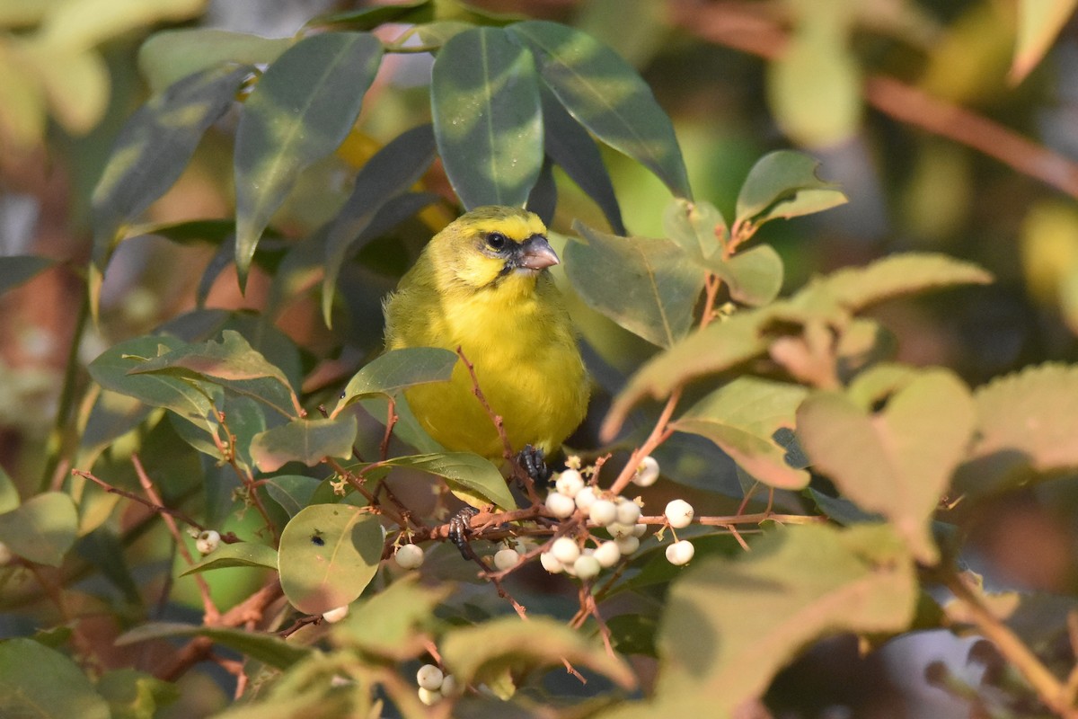 Yellow-fronted Canary - ML147944201