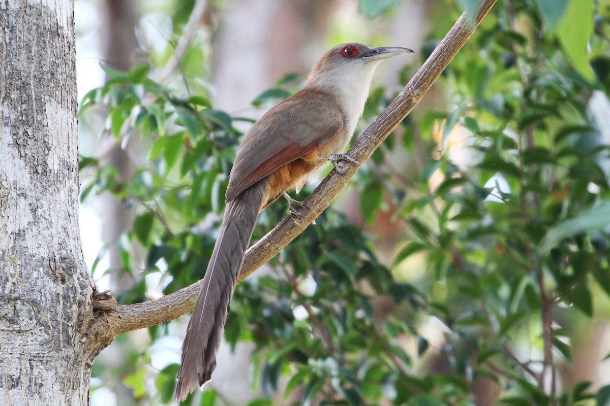 Great Lizard-Cuckoo - Diane St-Jacques
