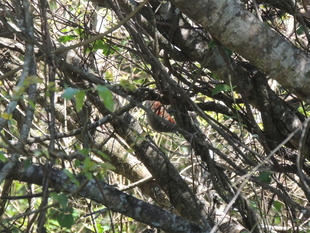 Sooty-fronted Spinetail - ML147946331