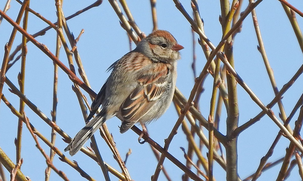 Field Sparrow - Jean Iron