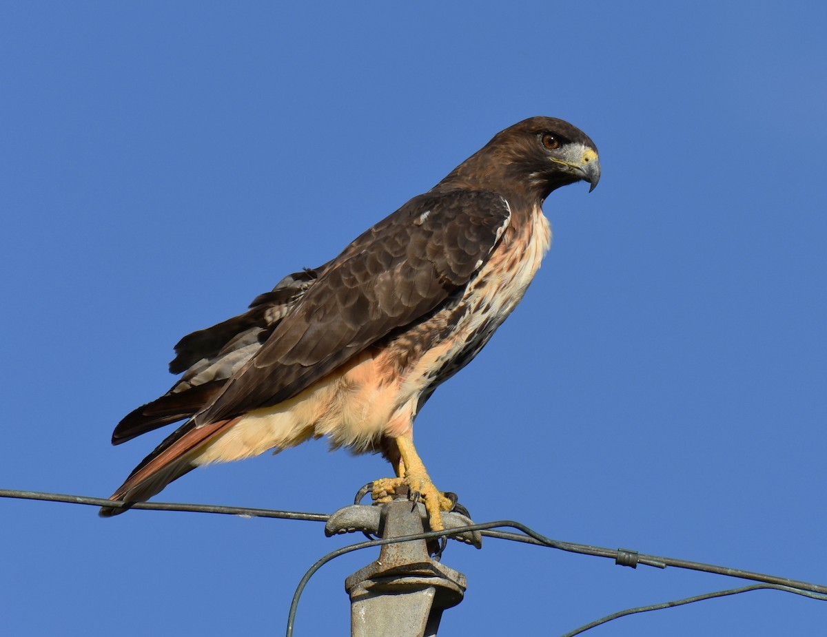 Red-tailed Hawk - Kristina Fisher