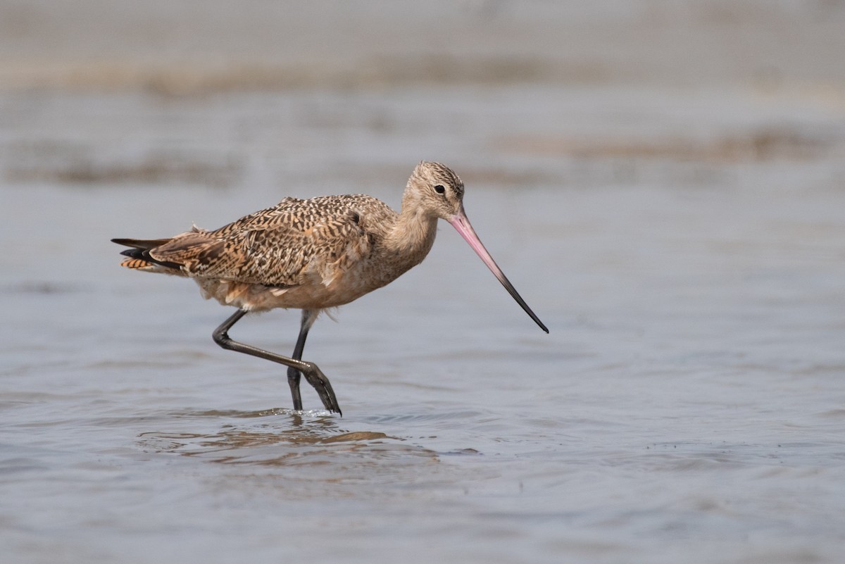 Marbled Godwit - Kevin Pero