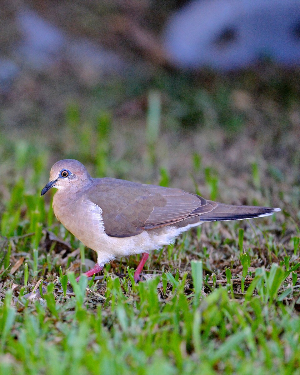 White-tipped Dove (White-tipped) - Gerald Friesen