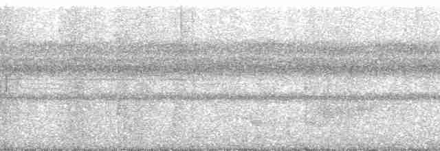 trubač bělokřídlý - ML147957