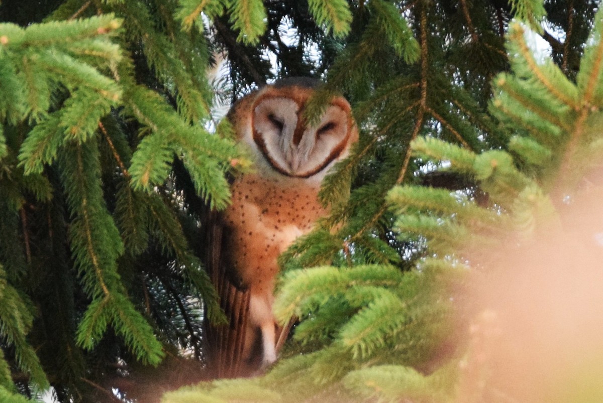 Barn Owl - irina shulgina