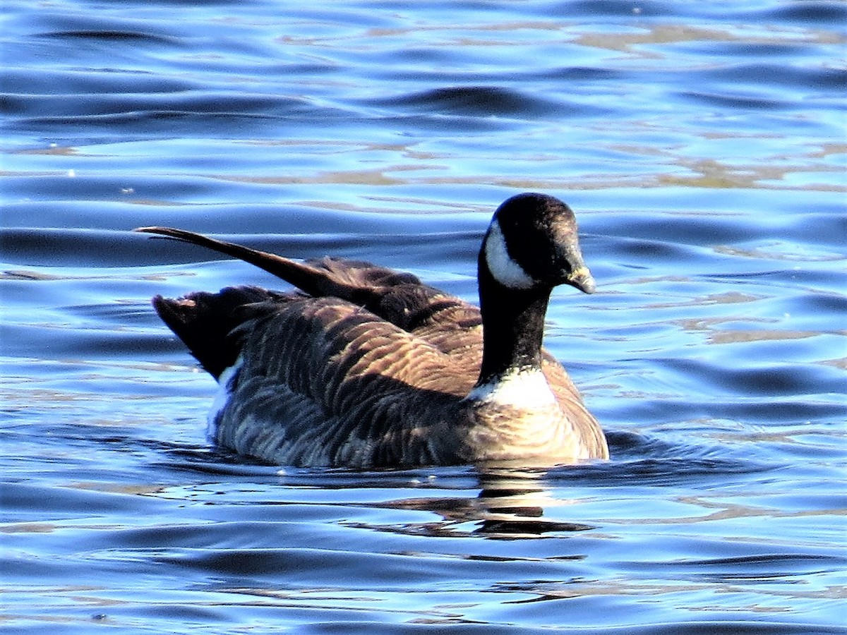 Cackling Goose (Aleutian) - Maggie Smith