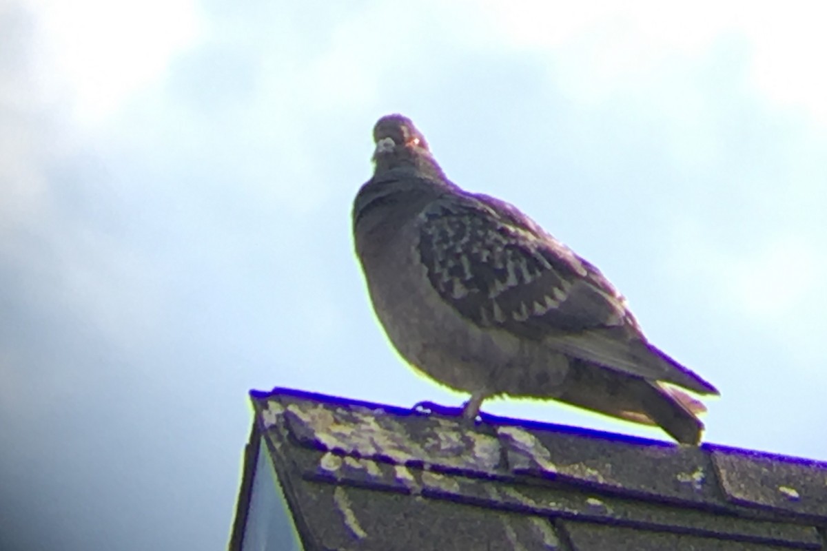 Rock Pigeon (Feral Pigeon) - ML147960851