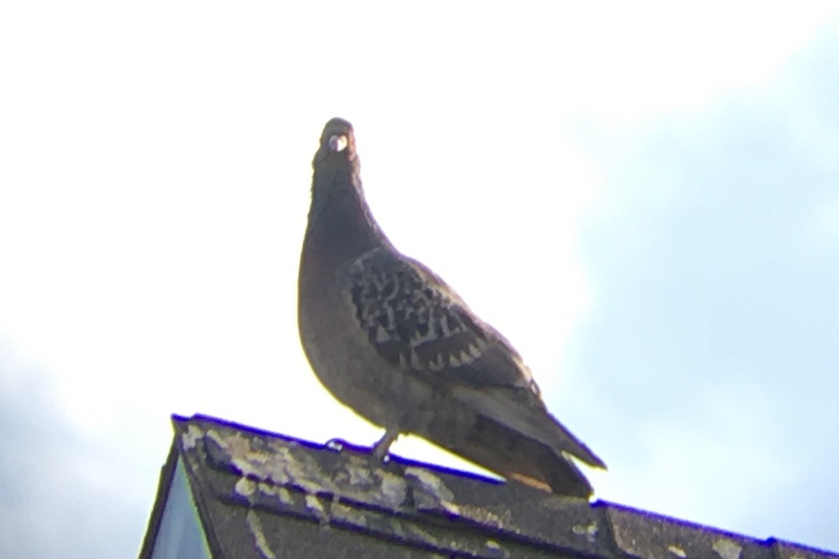 Rock Pigeon (Feral Pigeon) - ML147960901