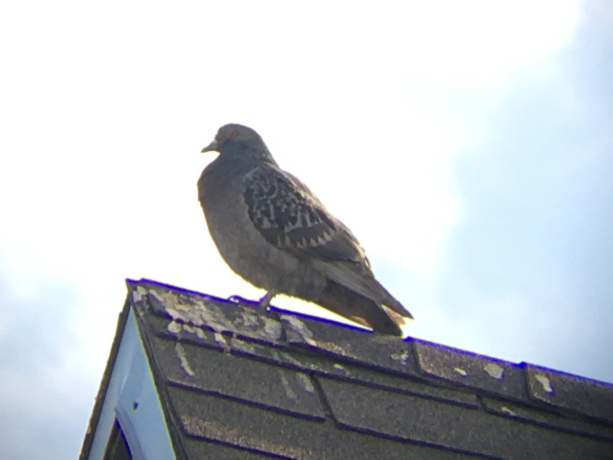 Rock Pigeon (Feral Pigeon) - ML147960911