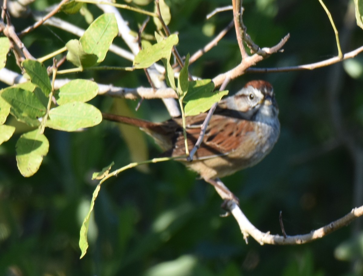 Swamp Sparrow - ML147961001