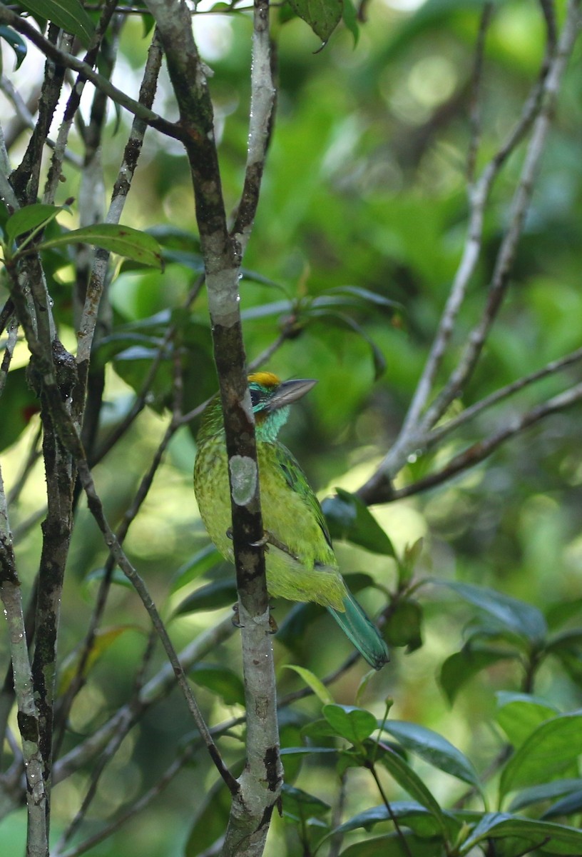 Yellow-fronted Barbet - ML147962491