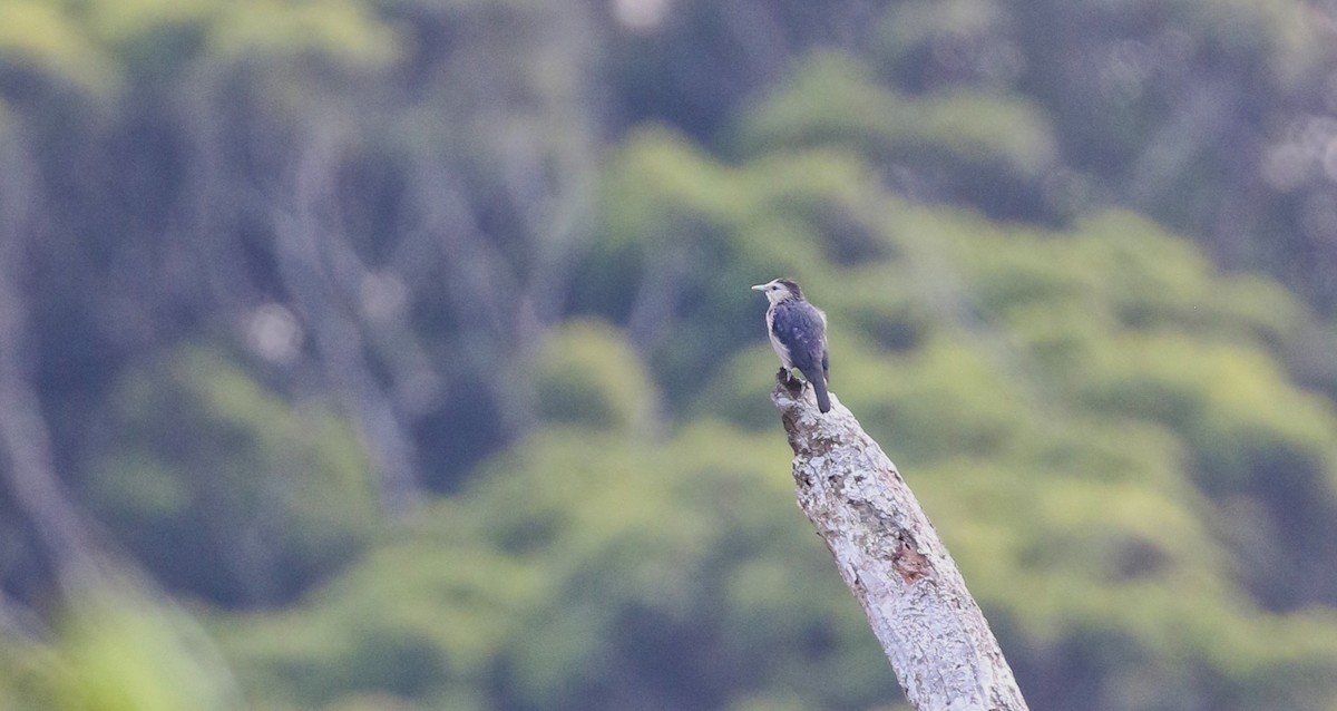White-faced Starling - ML147962941