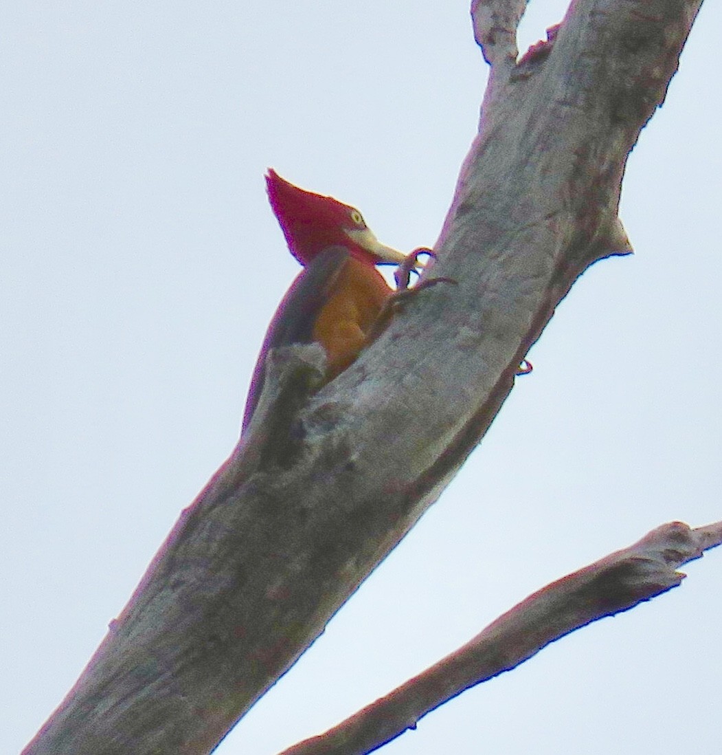 Red-necked Woodpecker - Sue Wright