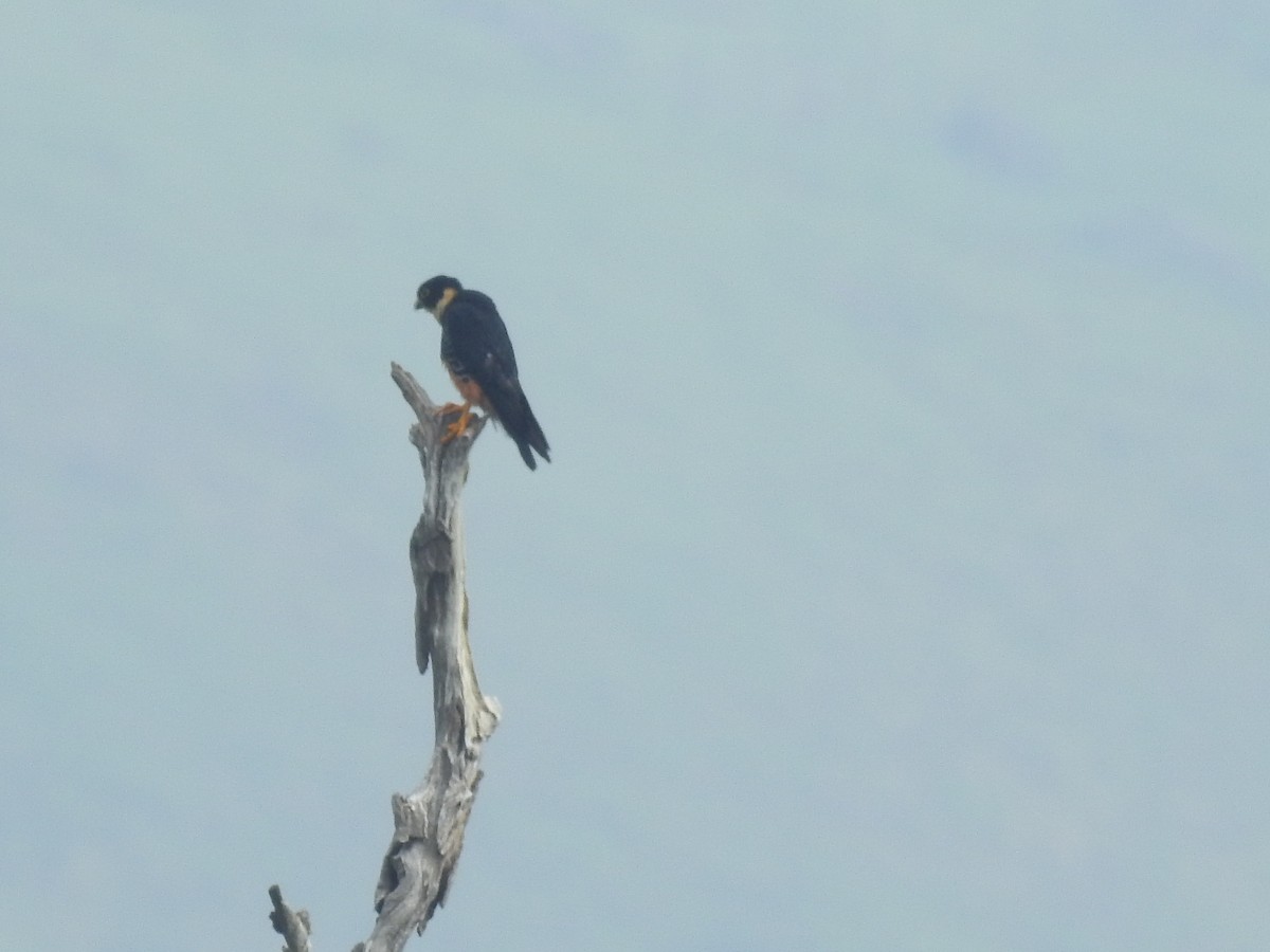 Orange-breasted Falcon - Santiago Pérez