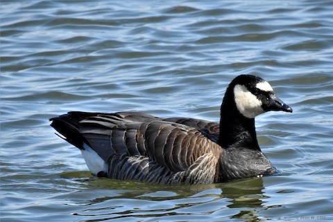 Canada goose branta outlet canadensis jeans