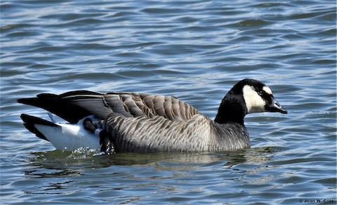 Canada goose shop branta canadensis jeans