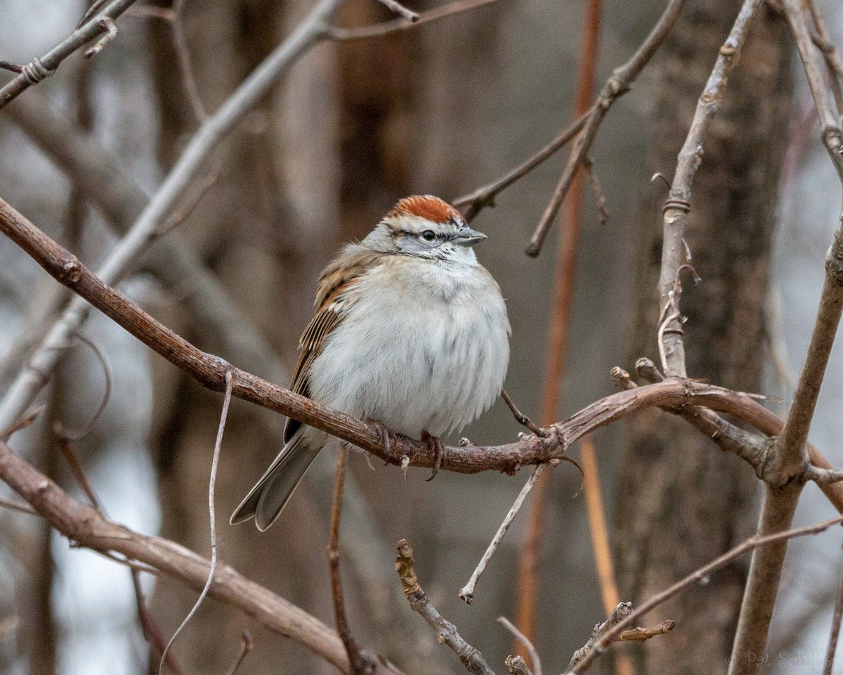 Chipping Sparrow - Pat Schiller