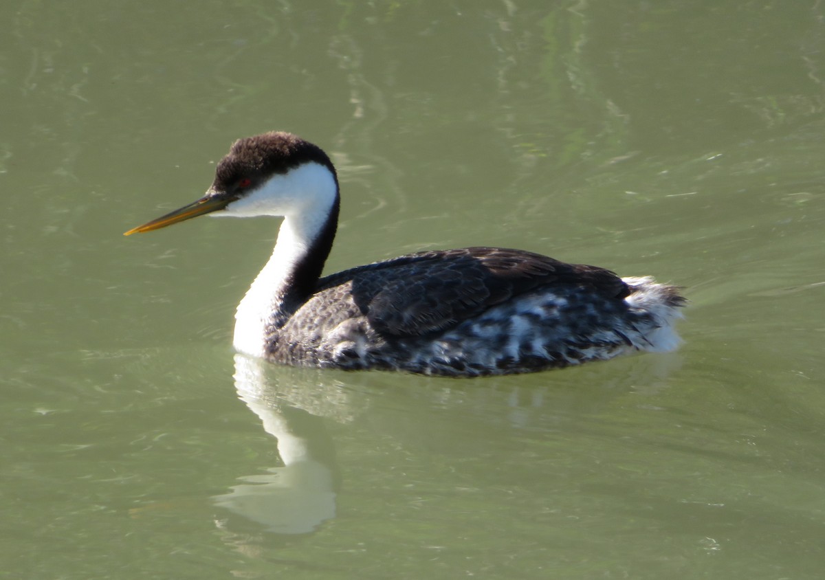 Western Grebe - Anonymous