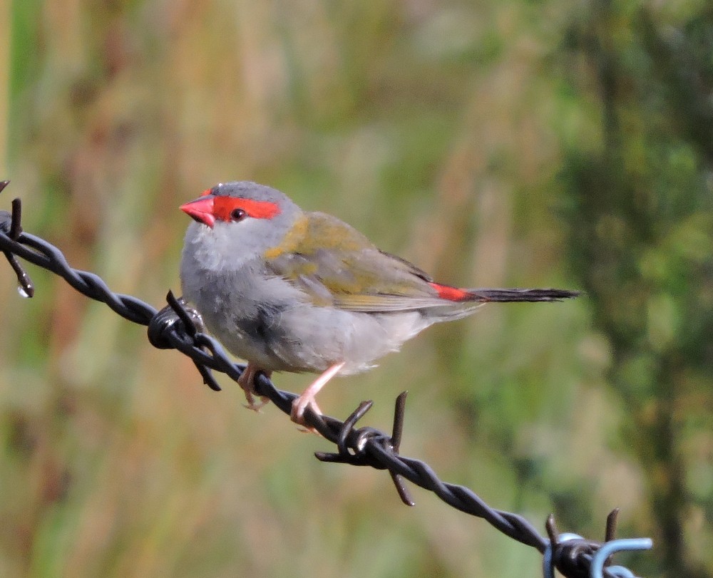 Red-browed Firetail - Mark Ley