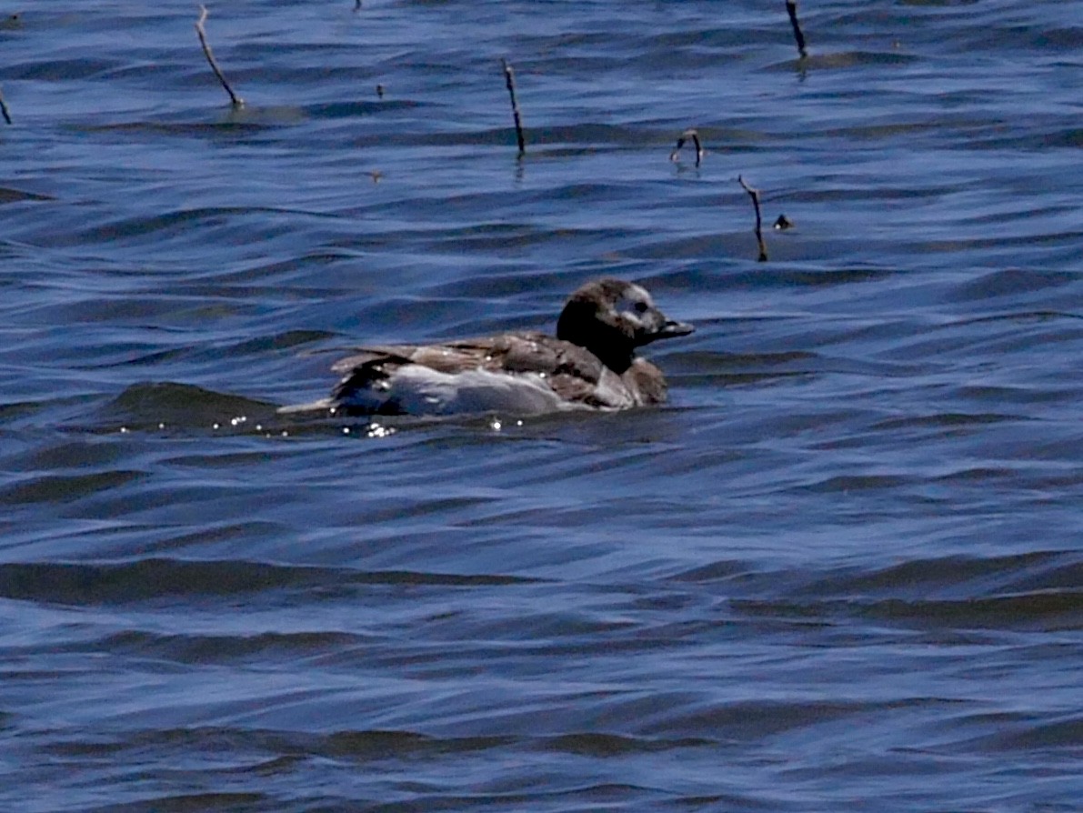 Long-tailed Duck - Chris Wills