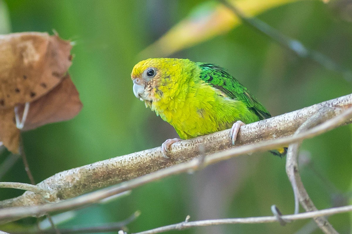 Yellow-capped Pygmy-Parrot - Dom Chaplin