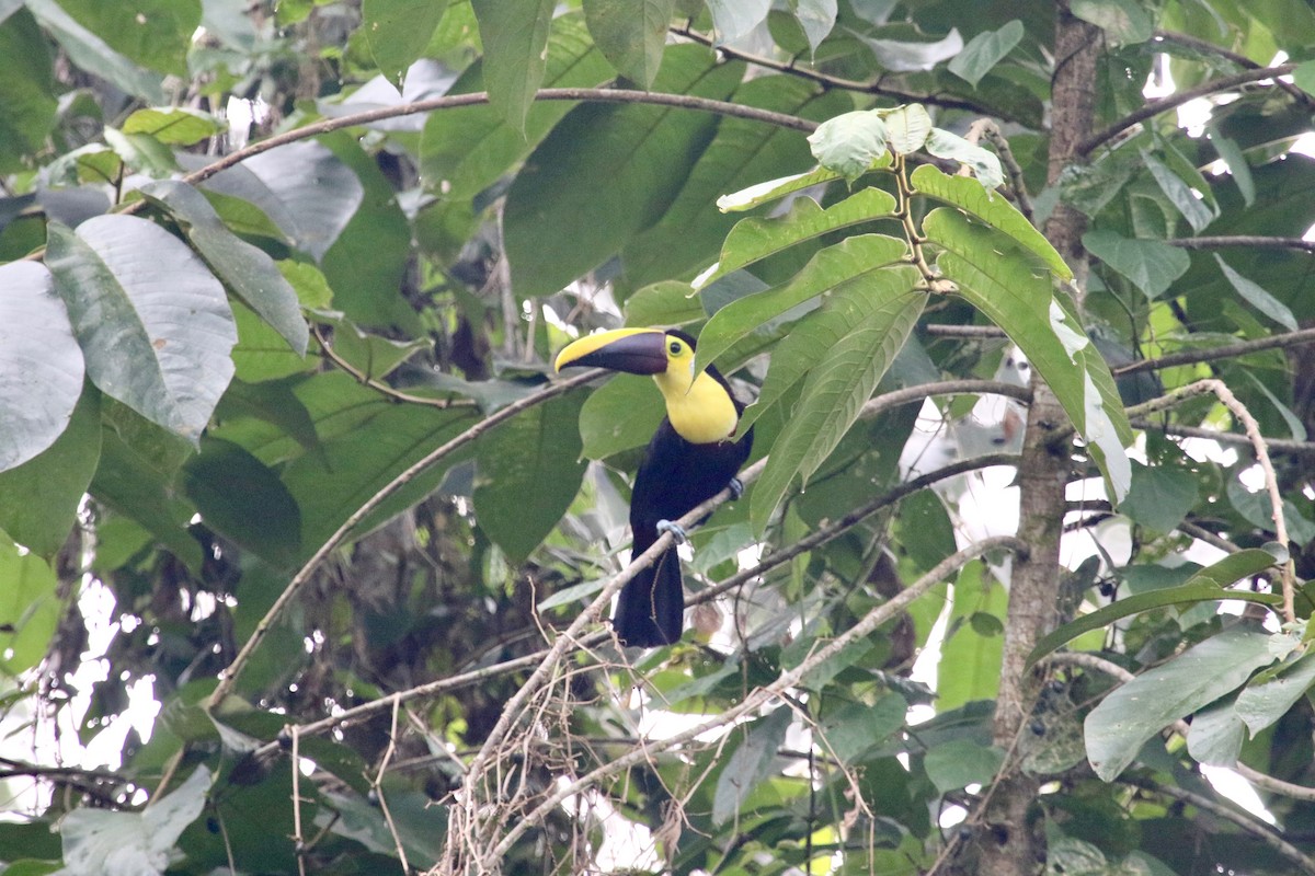 Yellow-throated Toucan (Chestnut-mandibled) - Gil Ewing