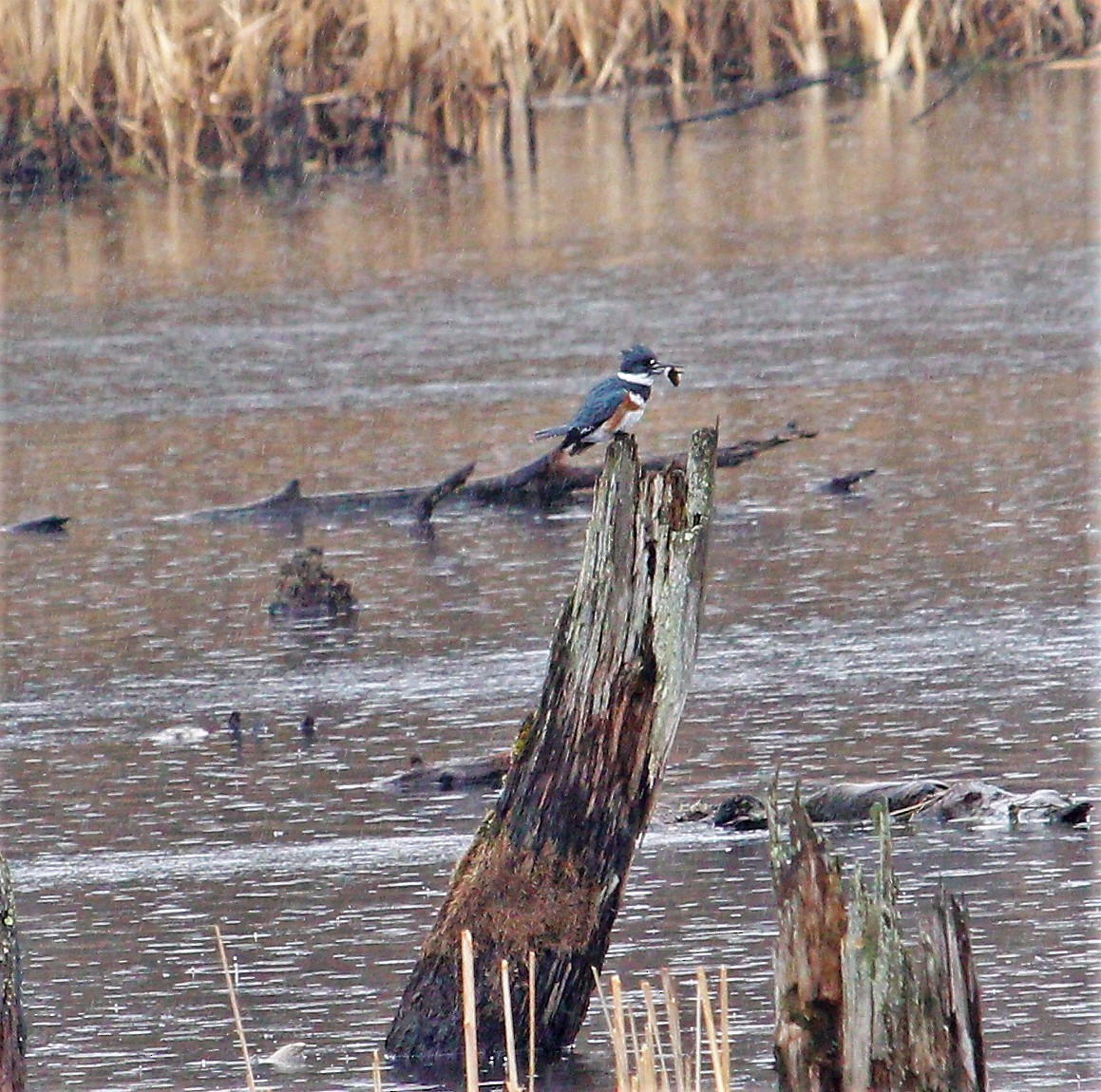 Belted Kingfisher - ML147990131