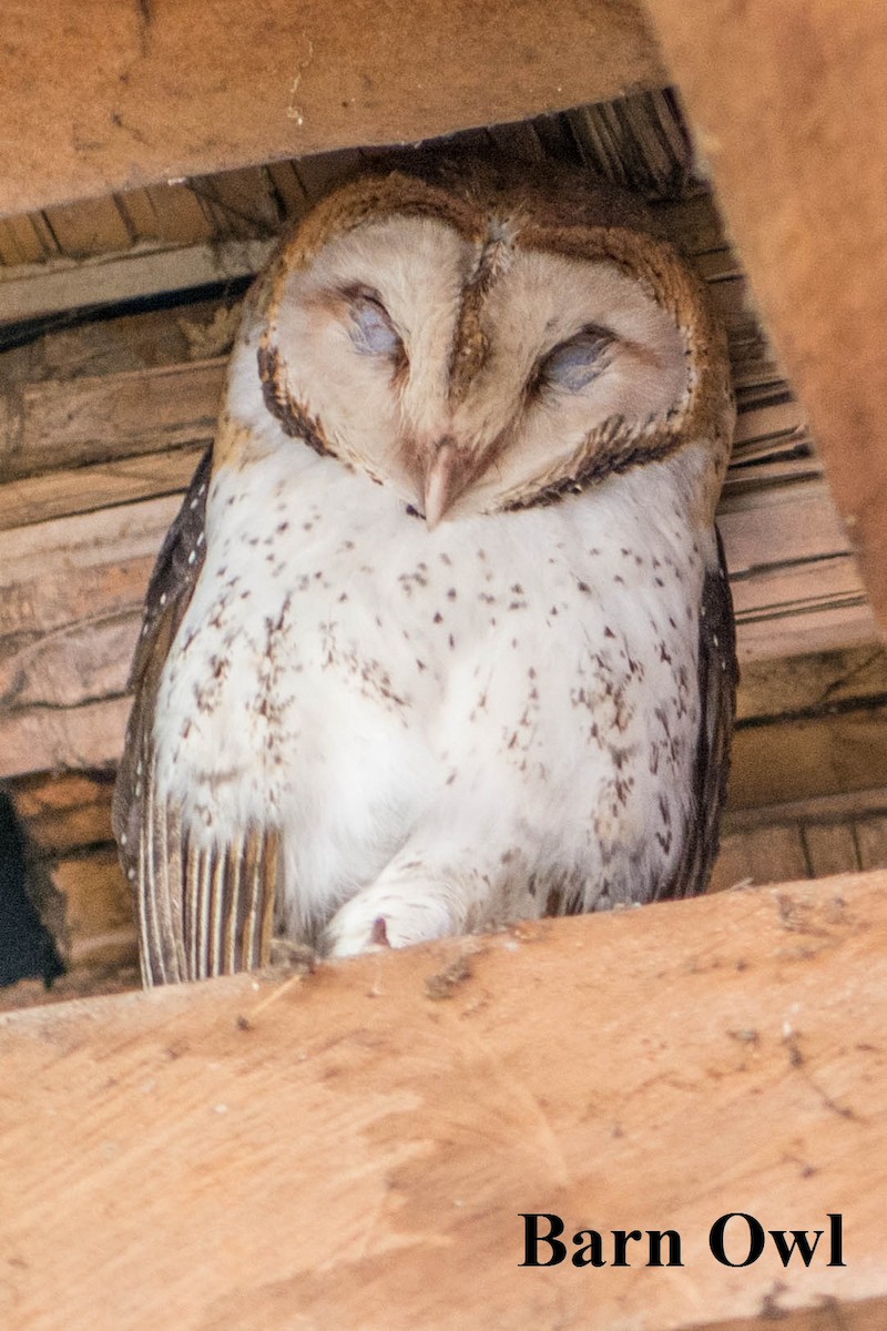 Barn Owl (Galapagos) - ML147990141