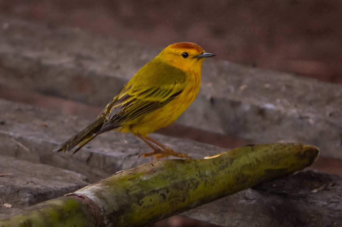 Yellow Warbler (Galapagos) - James Hoagland