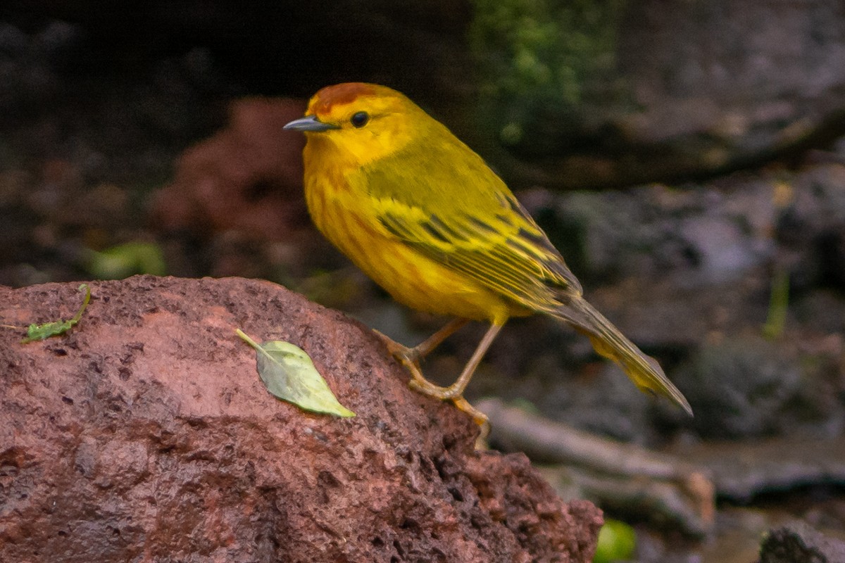 Yellow Warbler (Galapagos) - ML147990231