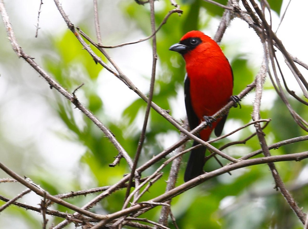 White-winged Tanager - Conchita Fortin