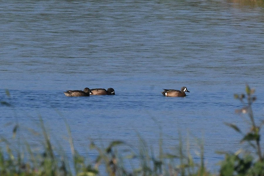 Blue-winged Teal - Troy Hibbitts