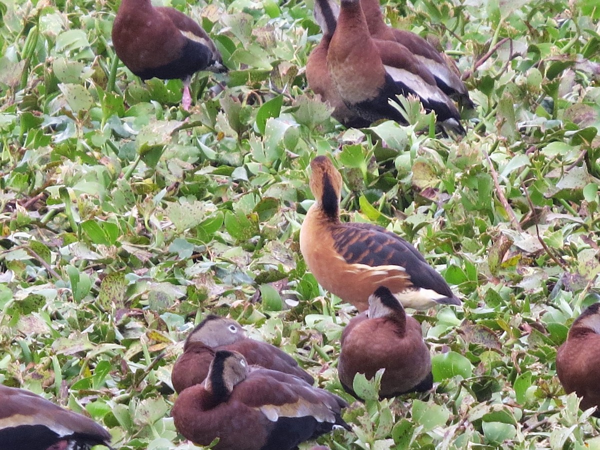 Fulvous Whistling-Duck - Audrey Whitlock
