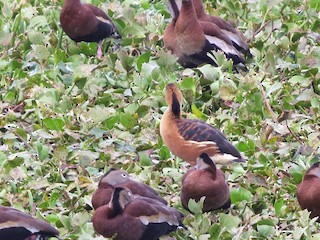 Fulvous Whistling-Duck, ML147994091