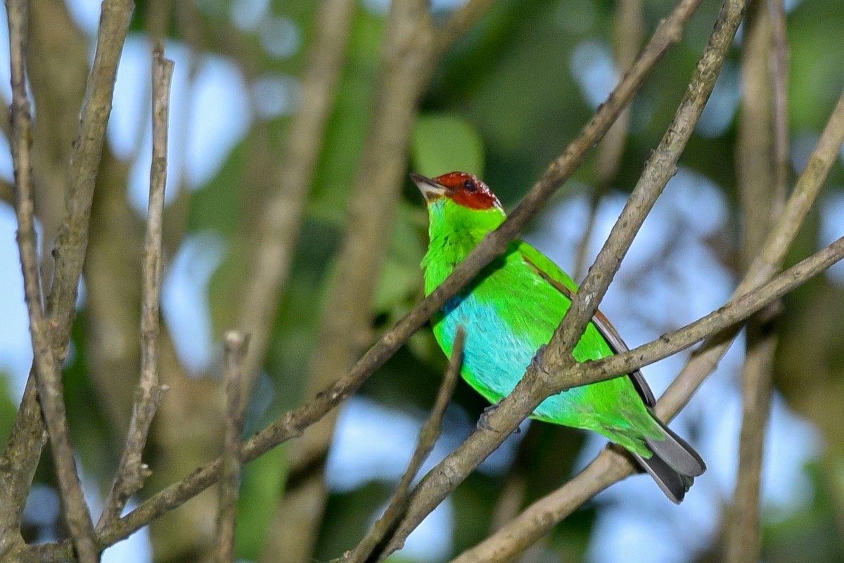 Rufous-winged Tanager - ML147994361