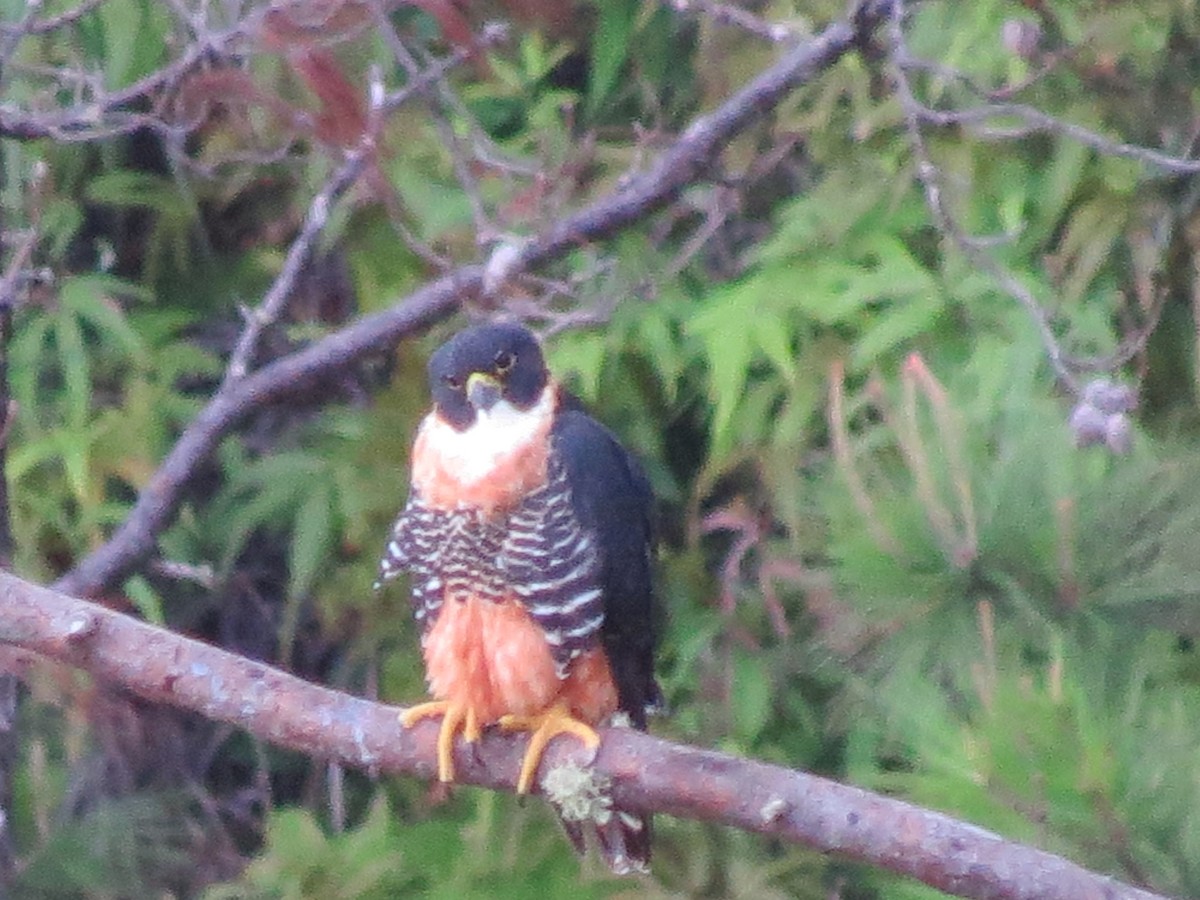 Orange-breasted Falcon - Nancy Barnhart