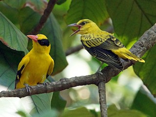 Männchen und juveniler Vogel (Sunda) - Peter & Shelly Watts - ML147995871