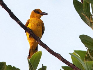 コウライウグイス - eBird