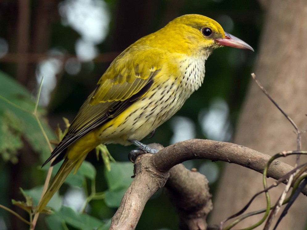 Blacknaped Oriole eBird
