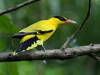 Black Naped Oriole Oriolus Chinensis Birds Of The World