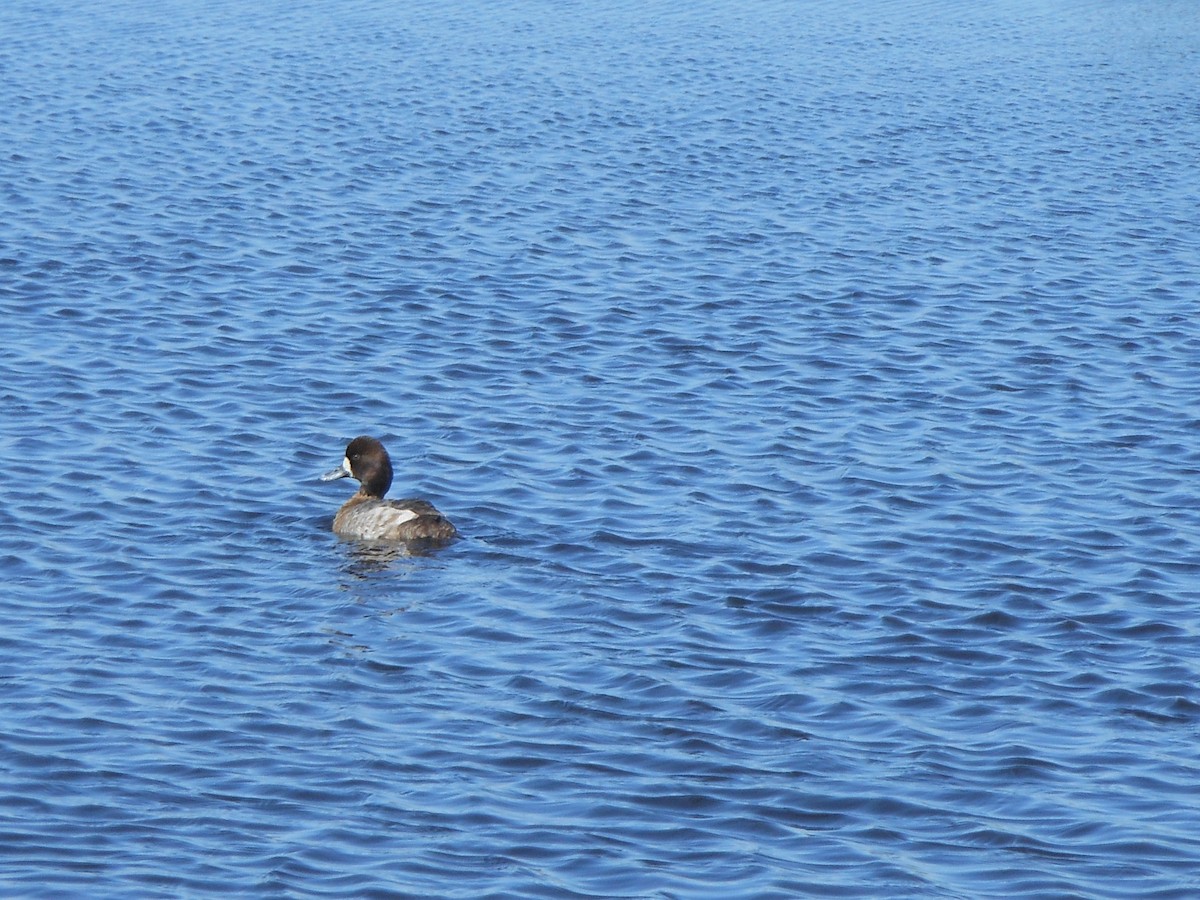 Greater Scaup - Jesse Golden